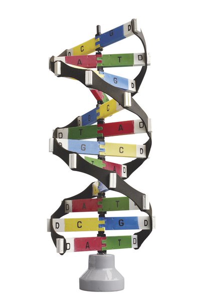 DNA Activity Model - Edulab