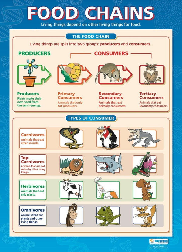 Food Chains and Food Cycles Poster Set, Set of 2