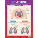 POSTER SET, How The Body Works, Pack of, 4