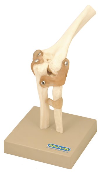 Model: Human Elbow Joint - on base