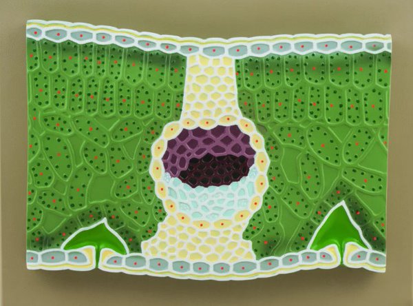 Model, Dicot Leaf   V.S. (Each)