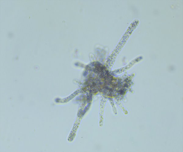 Protozoa, Large Amoeba Proteus (Each)