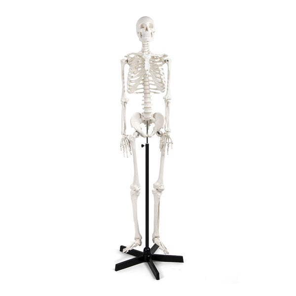 Model Skeleton with Frame, Life Size (Each)