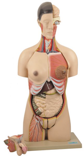 Model, Torso (Life-size), Interchangeable Sex Organs -15 parts (Each)