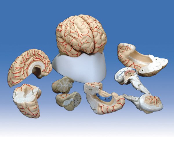 Model, Brain with Arteries - 8 parts (Each)