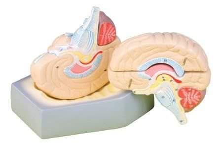 Model, Brain, Life Size on Base - 4 parts (Each)