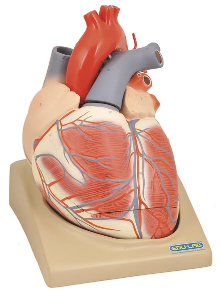 Model, Heart (Extra Large) on Base - 4 parts (Each)