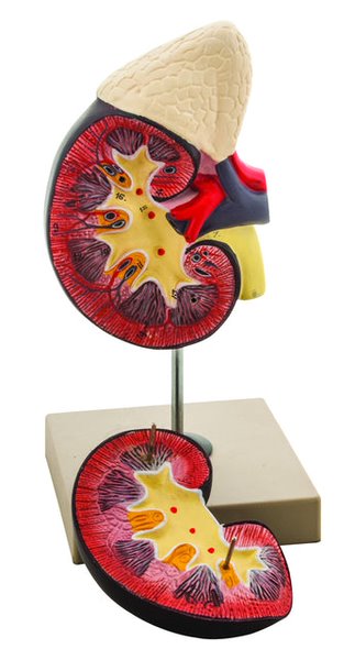 Model, Human Kidney with Adrenal Gland (Each)