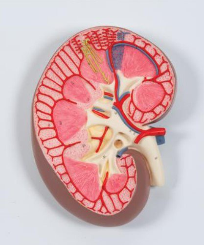 Model, Kidney Section 3 x Full Size (Each)