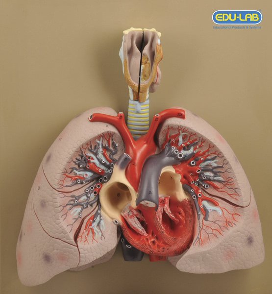 Model, Heart with Lungs &amp; Larynx (Each)