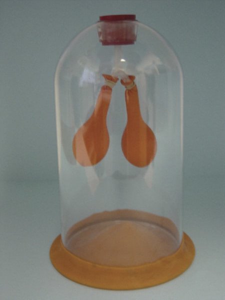 Lung Demonstration Model (Each)