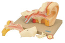 Model, Ear (Left), 4 times Full Size - 5 parts (Each)