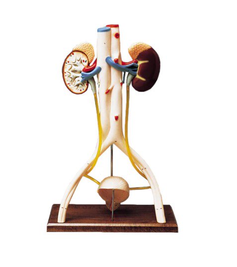 Model, Urinary System, 3D (Each)