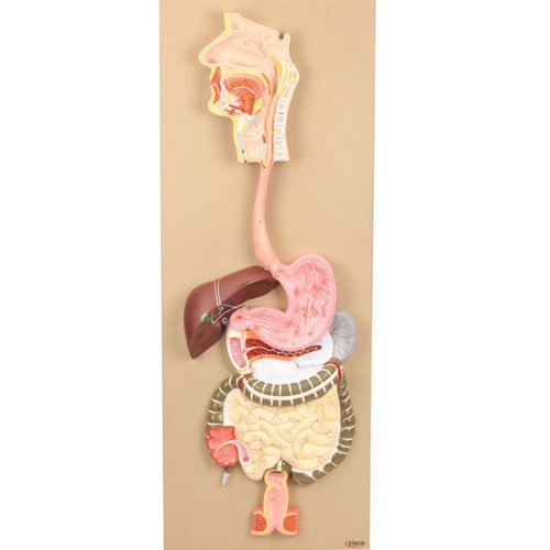 Model, Human Digestive System (Each)