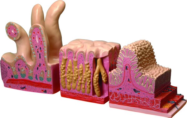 Model,  Digestive Canal (Each)