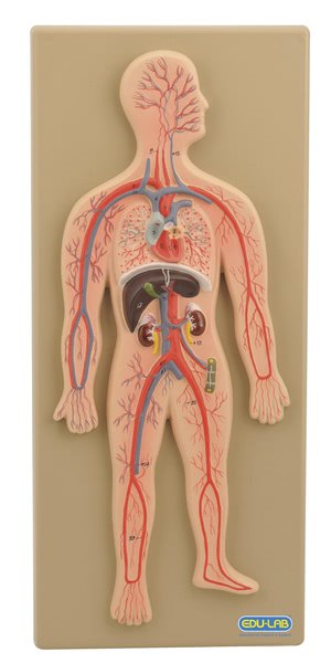 Model,  Circulatory System (Human) (Each)