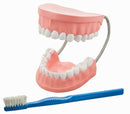 Model,  Dental Care (Each)
