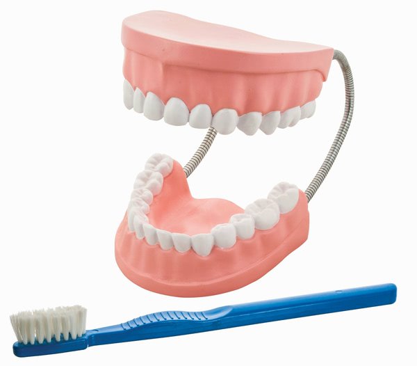 Model,  Dental Care (Each)