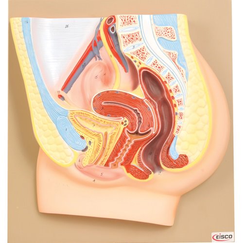 Model, Female Pelvis Section (Each)