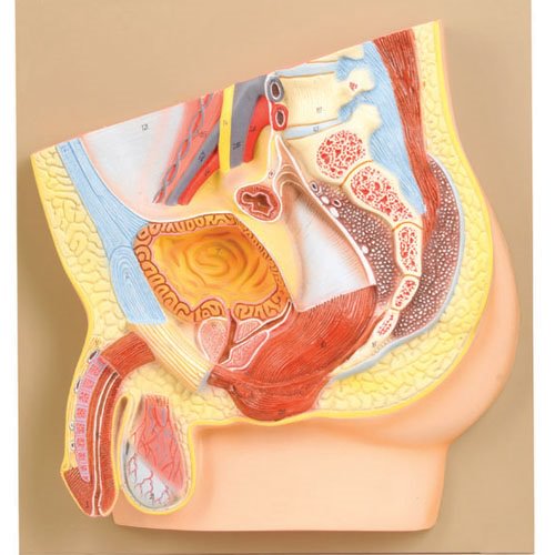 Model, Male Pelvis Section (Each)