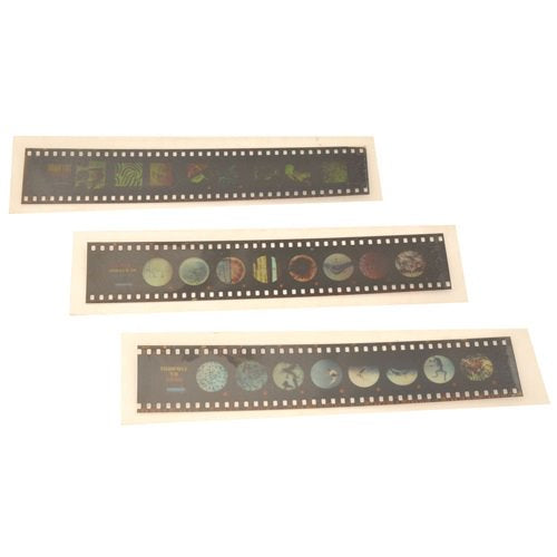 Slide Strip-Cells of Flowering Plant (Pack of 10)