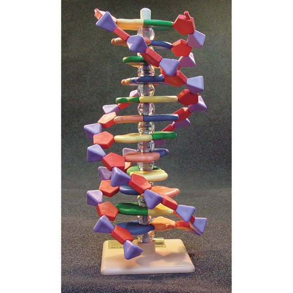 Molymod 12-Layer DNA Model Kit (Each)