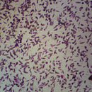 Microscope Slide - Euglena (Each)