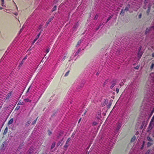 Microscope Slide - Mammalian kidney sec (Each)