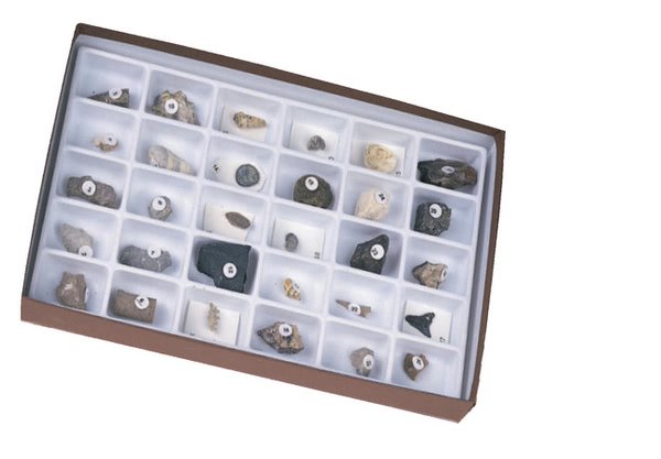 Advanced Fossil Collection