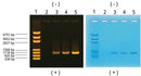 Edvotek Activity Kit - PCR Amplification of DNA
