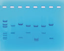 Edvotek Activity Kit - DNA Fingerprinting Using Restriction Enzymes
