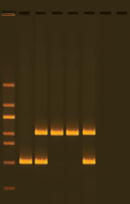 Edvotek Activity Kit - Alu Human DNA Typing Using PCR