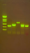 Edvotek Activity Kit - Water Quality Testing III: Multiplex PCR Testing of Water Contaminants
