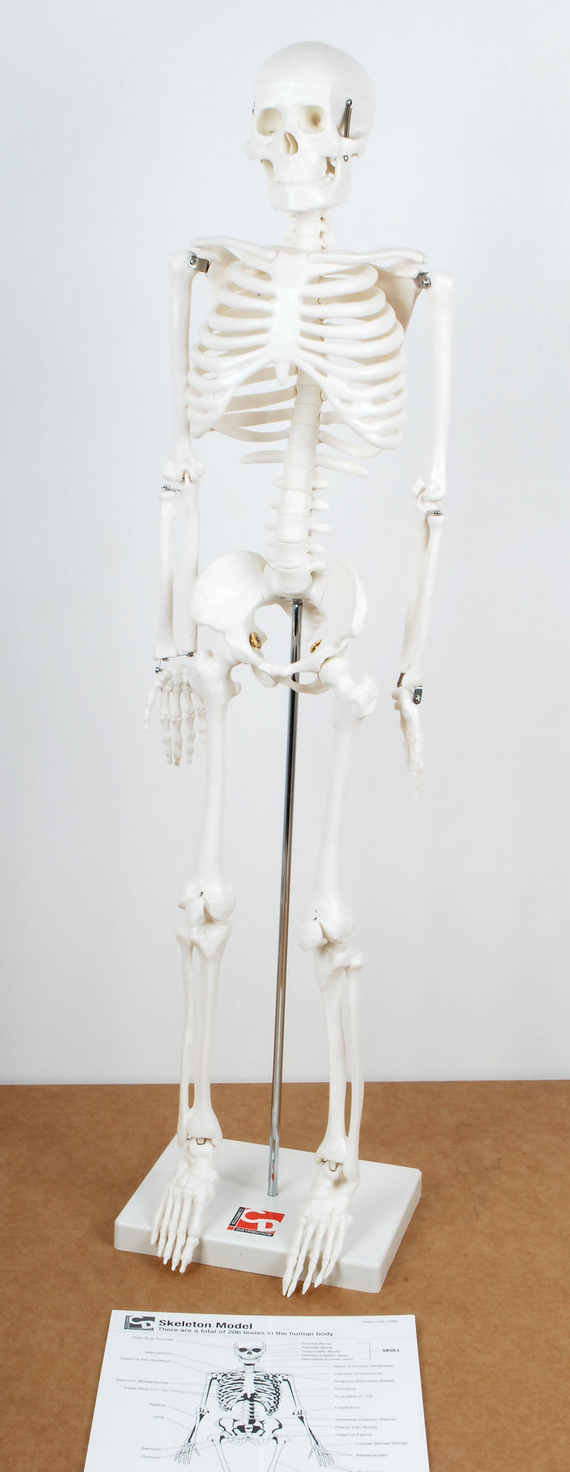 1/2 Scale Skeleton