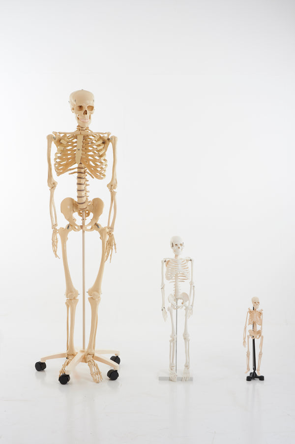 1/2 Scale Skeleton