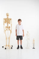 1/2 Scale Skeleton