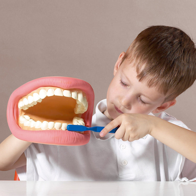 Be Kind to Your Teeth Model