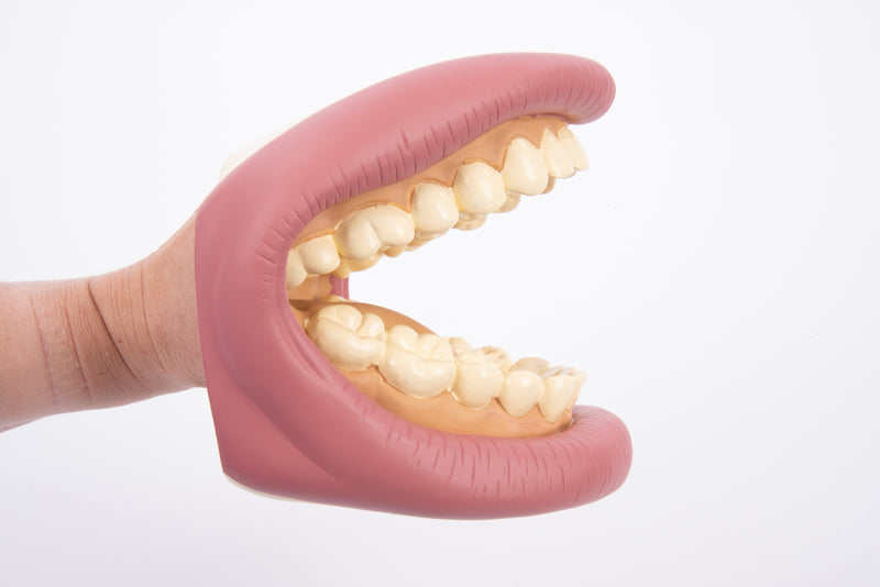 Giant Teeth Demonstration Model