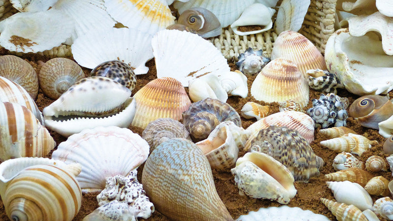 Shell Treasure Basket