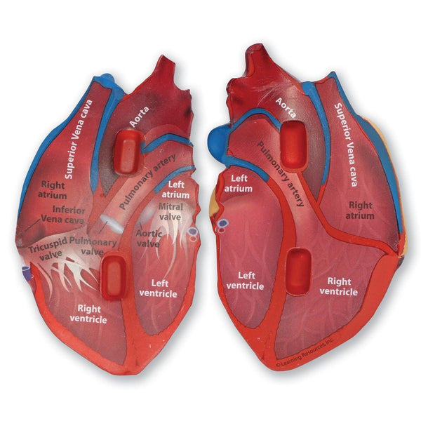 Cross-Section Human Heart Model