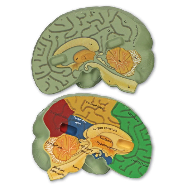 Cross-Section Human Brain Model