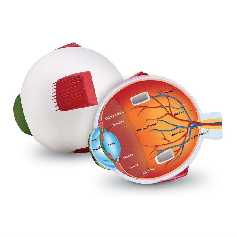 Cross-Section Eye Model