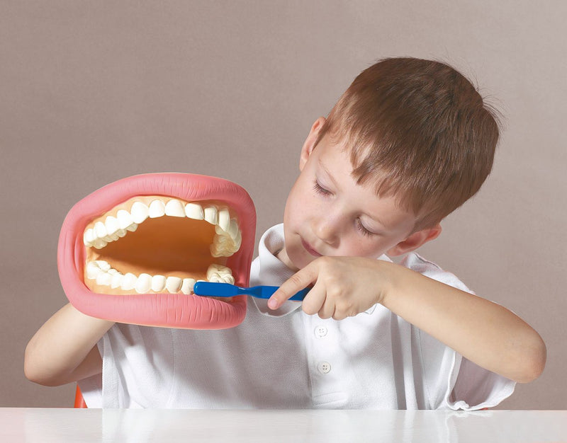 Giant Teeth Demonstration Model