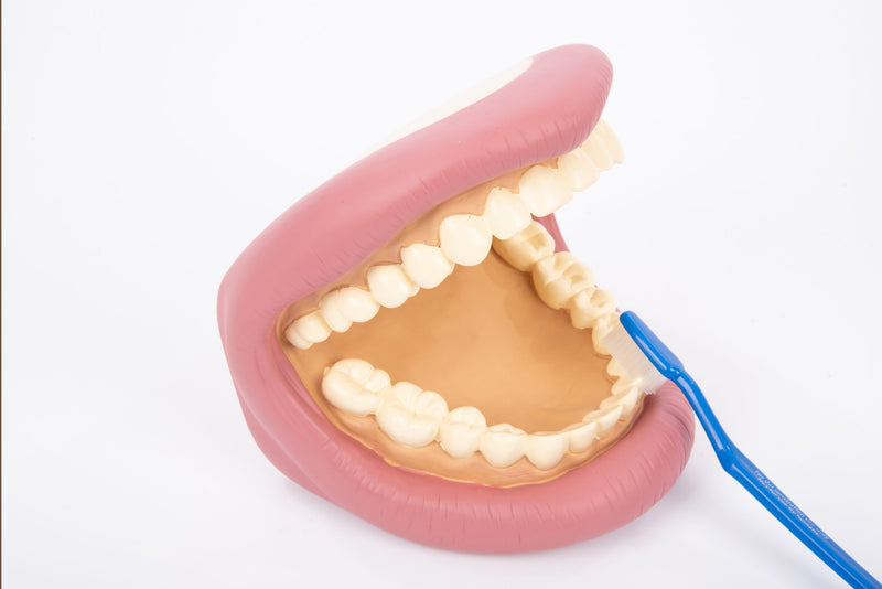 Giant Teeth Demonstration Model