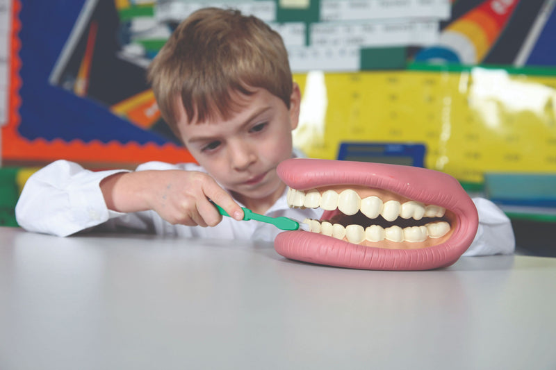 Giant Teeth Demonstration Model