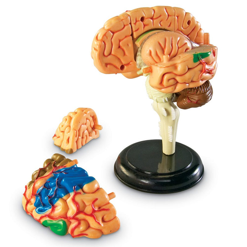 Brain Anatomy Model