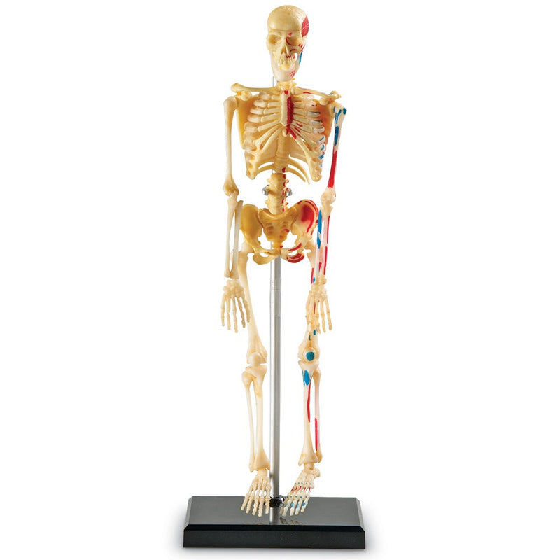 Skeleton Model