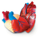 Heart Cell Foam Cross-Section