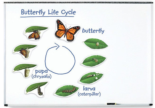 Magnetic Butterfly Life Cycle pk9