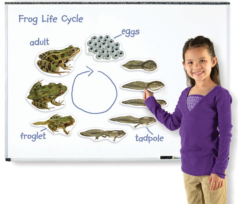 Magnetic Frog Life Cycle pk9